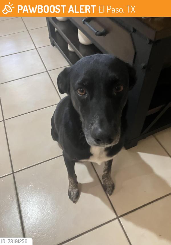 Found/Stray Female Dog last seen Raindance/edgemere, El Paso, TX 79936