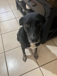 Found/Stray Female Dog last seen Raindance/edgemere, El Paso, TX 79936