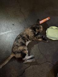 Found/Stray Female Cat last seen parking lot, Los Angeles, CA 90057