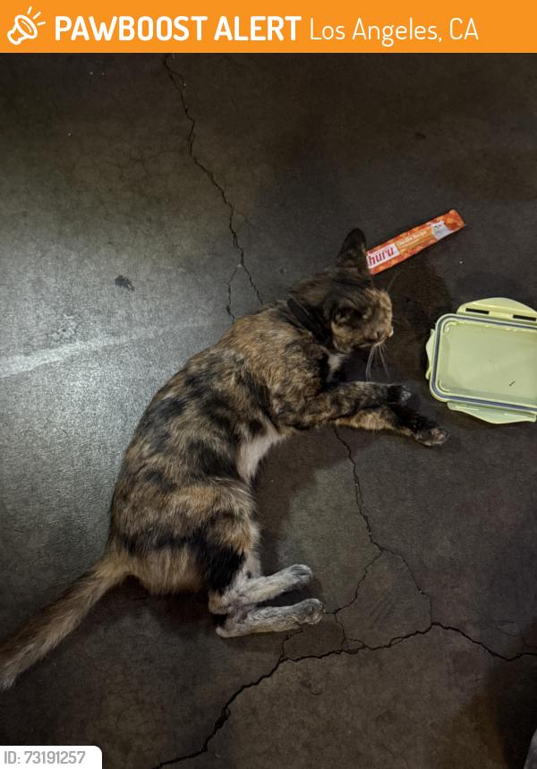 Found/Stray Female Cat last seen parking lot, Los Angeles, CA 90057
