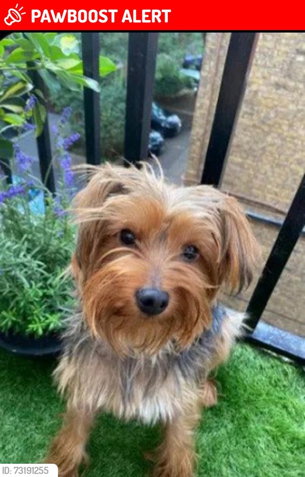 Lost Male Dog last seen Portpool lane, Greater London, England EC1N 7UA