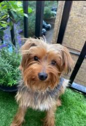 Lost Male Dog last seen Portpool lane, Greater London, England EC1N 7UA