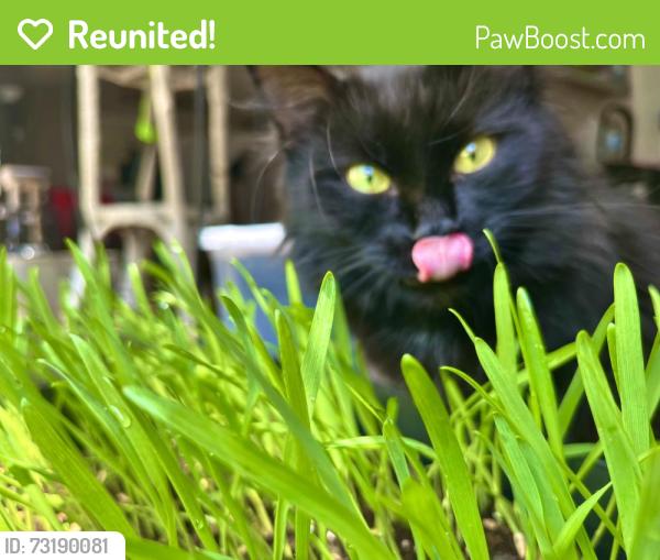 Reunited Female Cat last seen Derrick drive trailer park yes communities, Greensboro, NC 27405