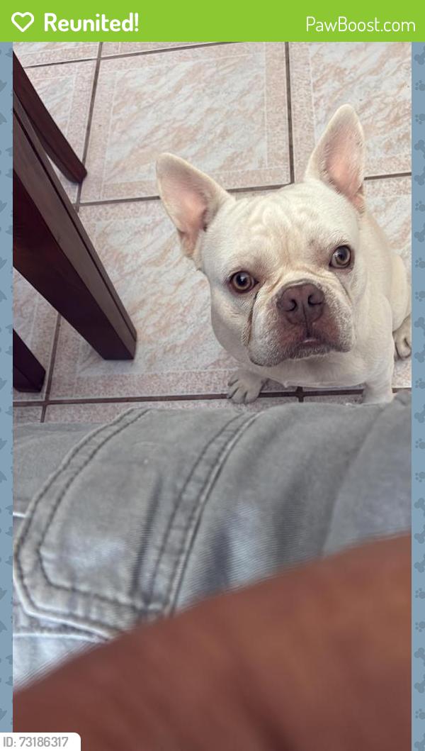 Reunited Male Dog last seen Harding St & N 22nd Ave, Hollywood, FL 33020