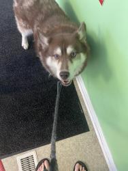 Found/Stray Female Dog last seen Near Round Top Rd, Asheville, NC 28803