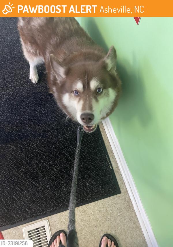 Found/Stray Female Dog last seen Near Round Top Rd, Asheville, NC 28803