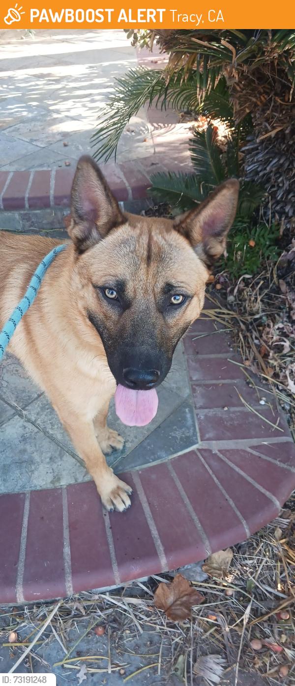 Found/Stray Male Dog last seen Marlow Brothers Park/Shulte Rd/Corral Hallow, Tracy, CA 95377