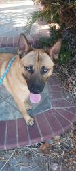 Found/Stray Male Dog last seen Marlow Brothers Park/Shulte Rd/Corral Hallow, Tracy, CA 95377
