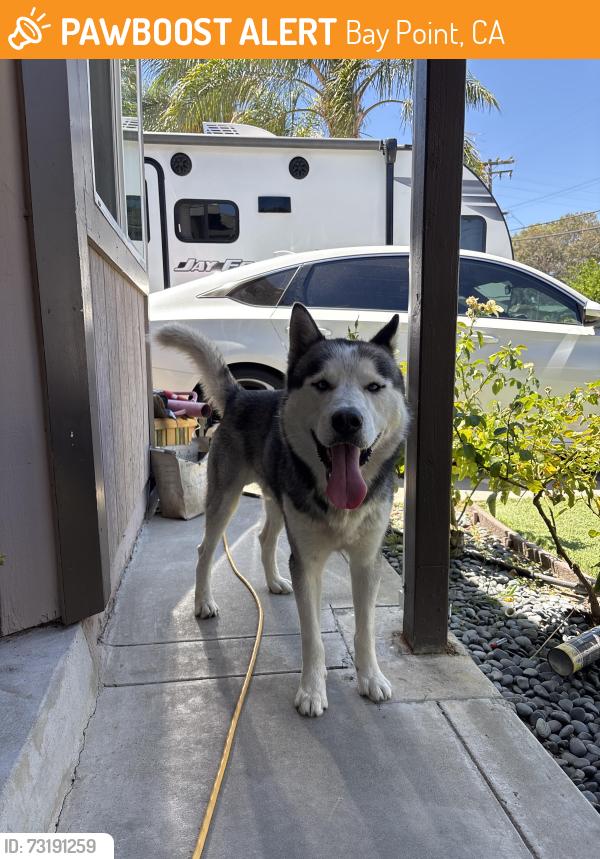 Found/Stray Female Dog last seen Pacifica ave, Bay Point, CA 94565