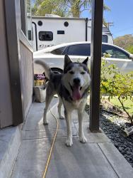 Found/Stray Female Dog last seen Pacifica ave, Bay Point, CA 94565