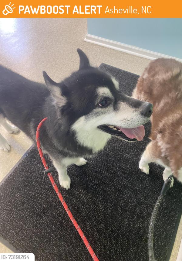 Found/Stray Male Dog last seen Near Round Top rd, Asheville, NC 28803