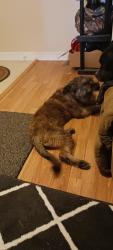 Found/Stray Female Dog last seen Sushi restaurant in highpoint, Greensboro, NC 27401