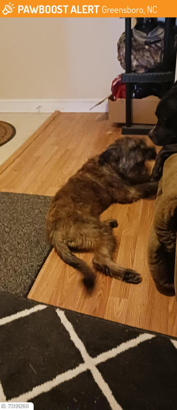 Found/Stray Female Dog last seen Sushi restaurant in highpoint, Greensboro, NC 27401