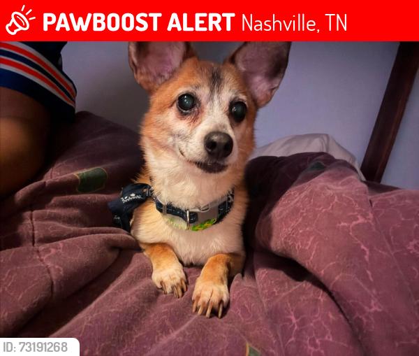 Lost Male Dog last seen Edmondson Pike, Nashville, TN 37211