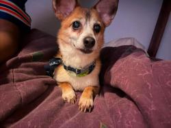 Lost Male Dog last seen Edmondson Pike, Nashville, TN 37211