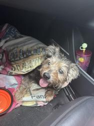 Reunited Male Dog last seen Near Sledz Cycles of DeLand, DeLand, FL 32720