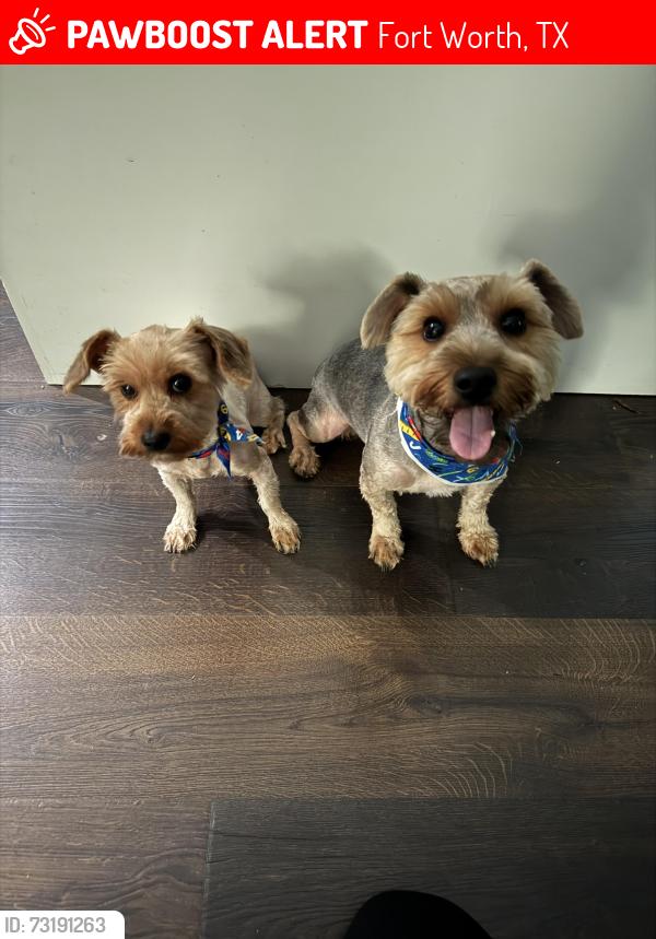Lost Female Dog last seen Long and Ellis, Fort Worth, TX 76106