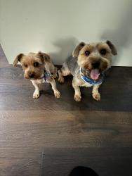 Lost Female Dog last seen Long and Ellis, Fort Worth, TX 76106