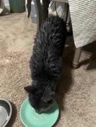 Reunited Male Cat last seen Canterbury neighborhood Tampa Palms, Tampa, FL 33647