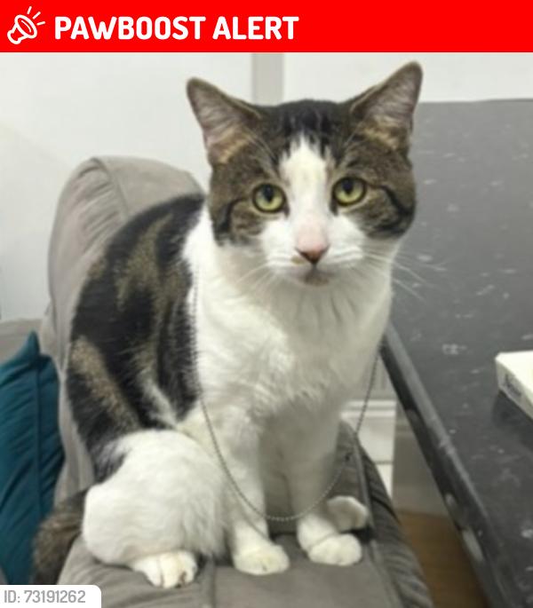 Lost Male Cat last seen Queenstown Road, Greater London, England 