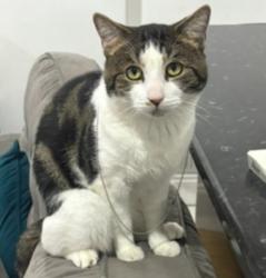 Lost Male Cat last seen Queenstown Road, Greater London, England 