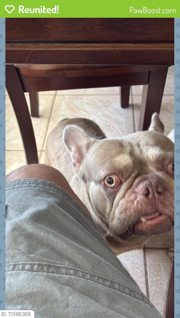 Reunited Male Dog last seen Harding St & 22nd Ave, Hollywood, FL 33020