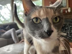 Reunited Female Cat last seen Whipps Mill & Wood, Lyndon, KY 40222