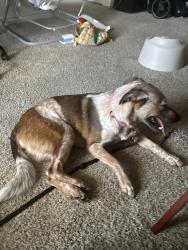 Reunited Female Dog last seen Lone star parkway Alamo ranch, San Antonio, TX 78253