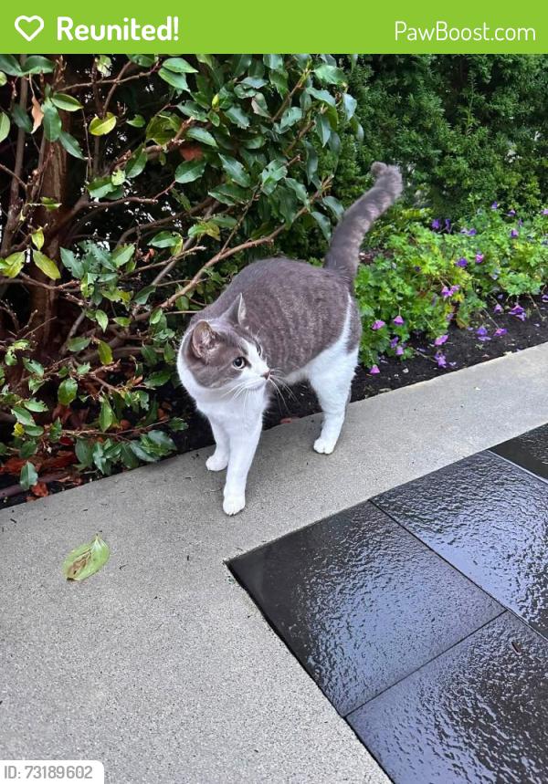 Reunited Female Cat last seen 2nd and balaclava, Vancouver, BC V6K 1K6