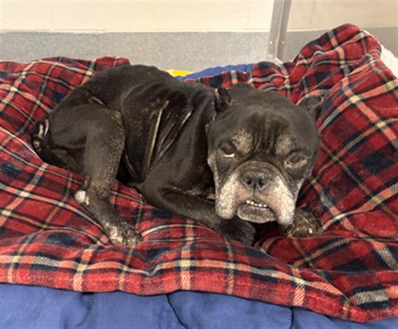 Shelter Stray Female Dog last seen Near, 2600 S Harding St, Indianapolis, IN 46221, USA