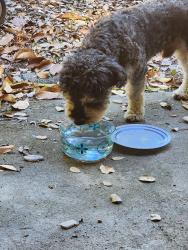 Reunited Male Dog last seen Catalina Drive and Andrade, Sacramento, CA 95608