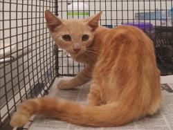 Shelter Stray Male Cat last seen , 1850 W 60th St, Los Angeles, CA 90047, USA