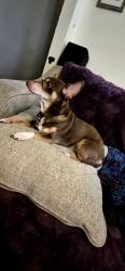 Reunited Male Dog last seen Nine mile near cts towing, Sandston, VA 23150