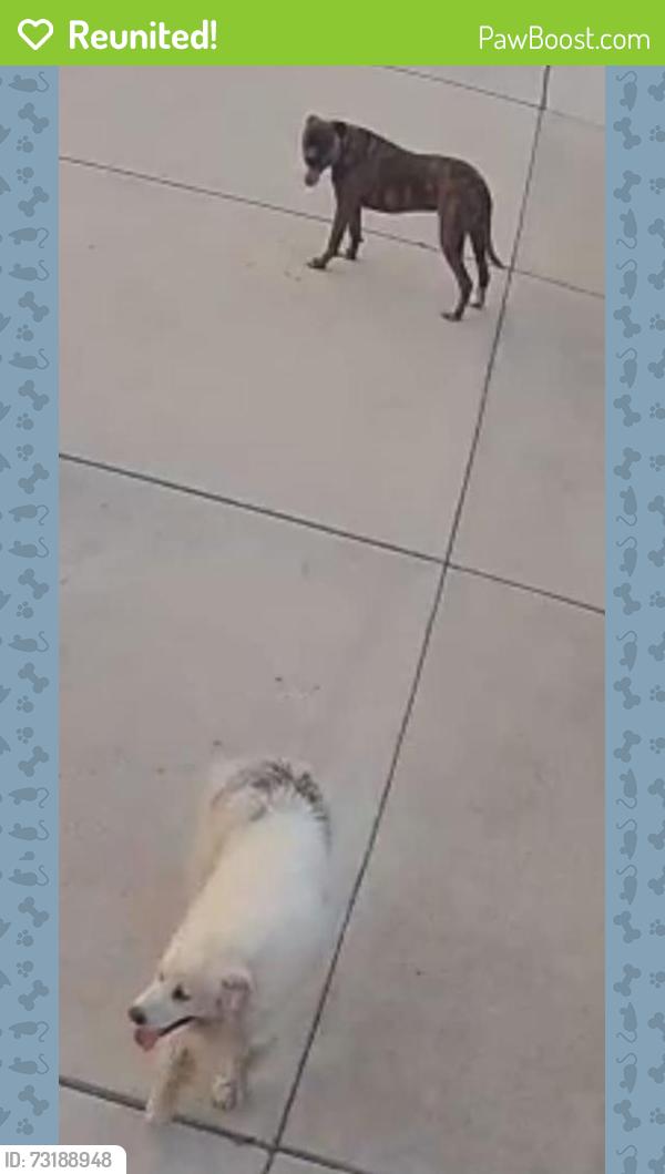 Reunited Unknown Dog last seen BYAA Rec center, Huntsville, AL 35811