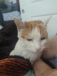 Reunited Male Cat last seen Stillwater apmts 5600 S & Vine St next to Murray City Cemetery, Murray, UT 84107