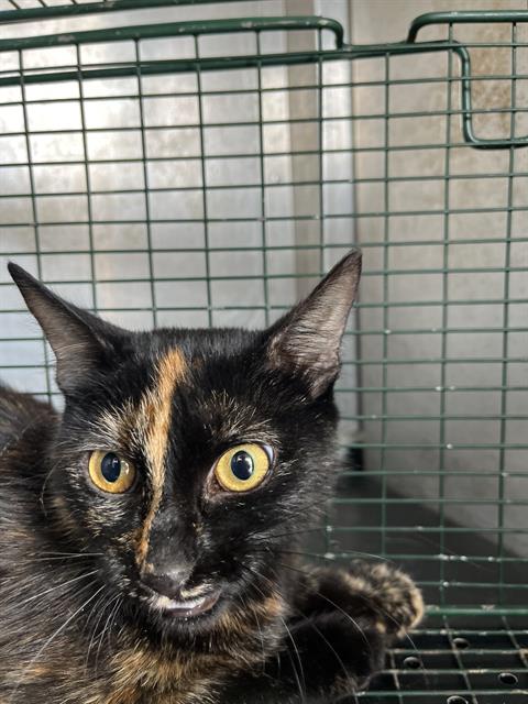 Shelter Stray Female Cat last seen CHARLOTTE, 8315 Byrum Dr, Charlotte, NC 28217, USA