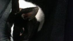 Shelter Stray Female Other last seen CHARLOTTE, 8315 Byrum Dr, Charlotte, NC 28217, USA