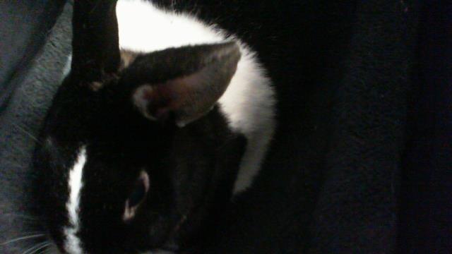 Shelter Stray Female Other last seen CHARLOTTE, 8315 Byrum Dr, Charlotte, NC 28217, USA