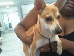 Shelter Stray Female Dog last seen CHARLOTTE, 8315 Byrum Dr, Charlotte, NC 28217, USA