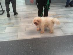 Shelter Stray Male Dog last seen CHARLOTTE, 8315 Byrum Dr, Charlotte, NC 28217, USA