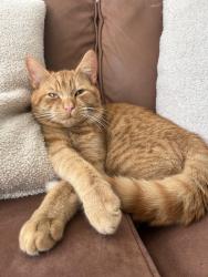Lost Male Cat last seen Leighton road Coalway road wynn road, West Midlands, England WV4 4AP