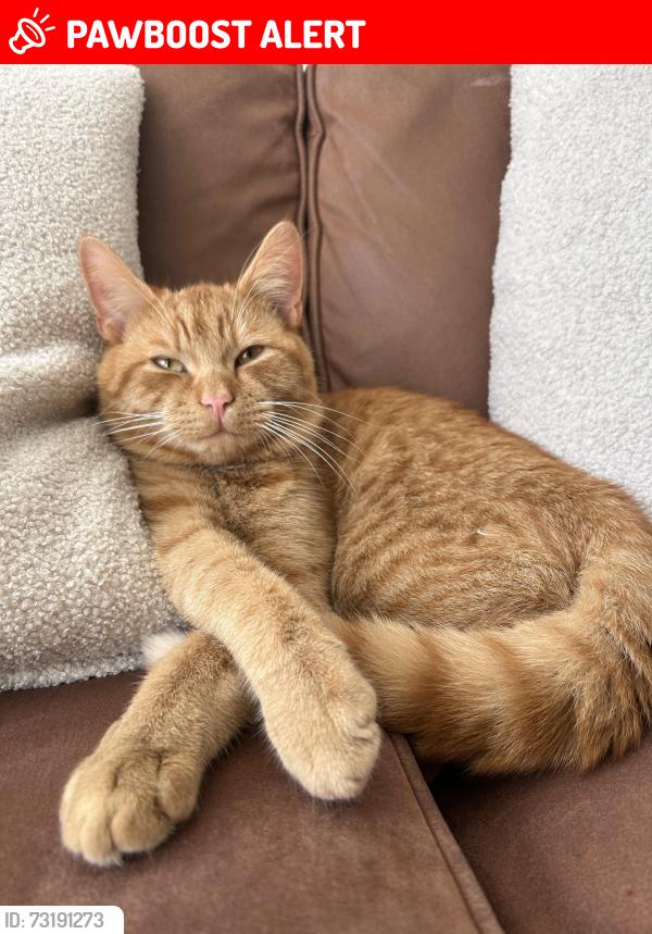 Lost Male Cat last seen Leighton road Coalway road wynn road, West Midlands, England WV4 4AP