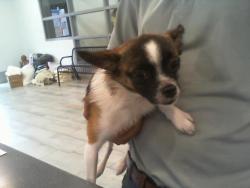 Shelter Stray Male Dog last seen CHARLOTTE, 8315 Byrum Dr, Charlotte, NC 28217, USA