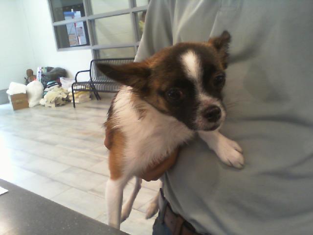 Shelter Stray Male Dog last seen CHARLOTTE, 8315 Byrum Dr, Charlotte, NC 28217, USA