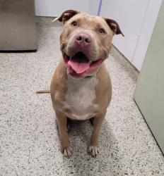 Shelter Stray Male Dog last seen Near BLOCK CRANE ST, DETROIT MI 48213, 7401 Chrysler Dr, Detroit, MI 48211, USA