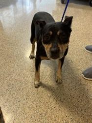Shelter Stray Female Dog last seen LAS, 3599 NW 79th Ave, Doral, FL 33122, USA