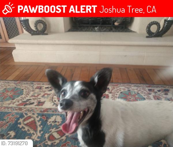 Lost Male Dog last seen Near moonlight mesa, Joshua Tree, CA 92252