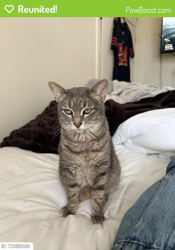 Reunited Female Cat last seen Stromberg and Cropley, Arcata, CA 95521
