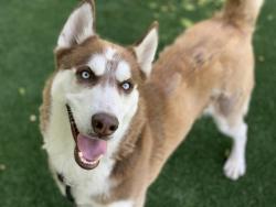 Shelter Stray Male Dog last seen , West Valley Animal Shelter, 20655 Plummer St, Chatsworth, CA 91311, USA