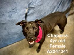 Shelter Stray Female Dog last seen , West Valley Animal Shelter, 20655 Plummer St, Chatsworth, CA 91311, USA